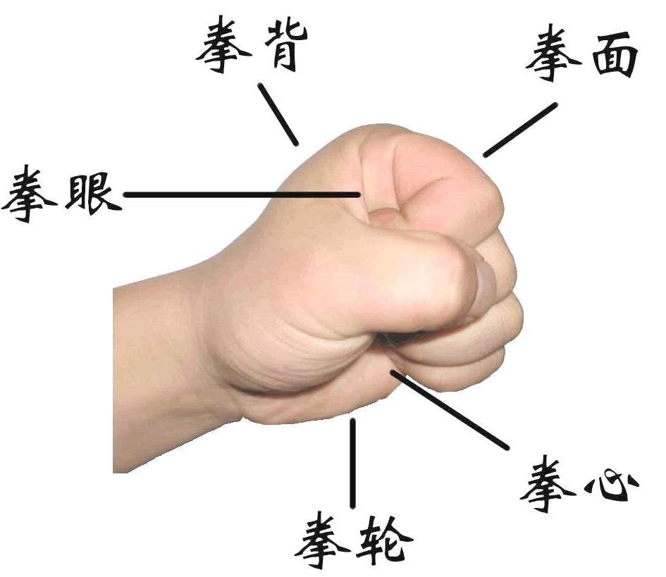 武娃网供稿 ——在武术套路的结构中,多数动作以拳掌勾三种手型和